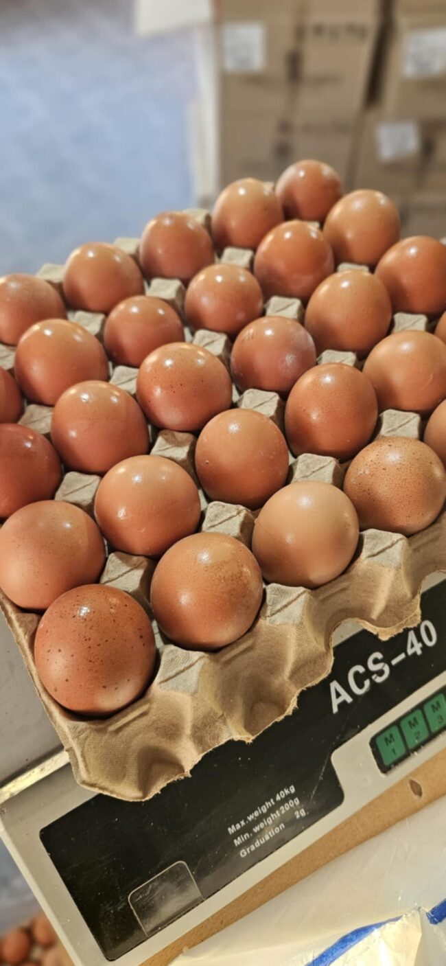 Maple de Huevos